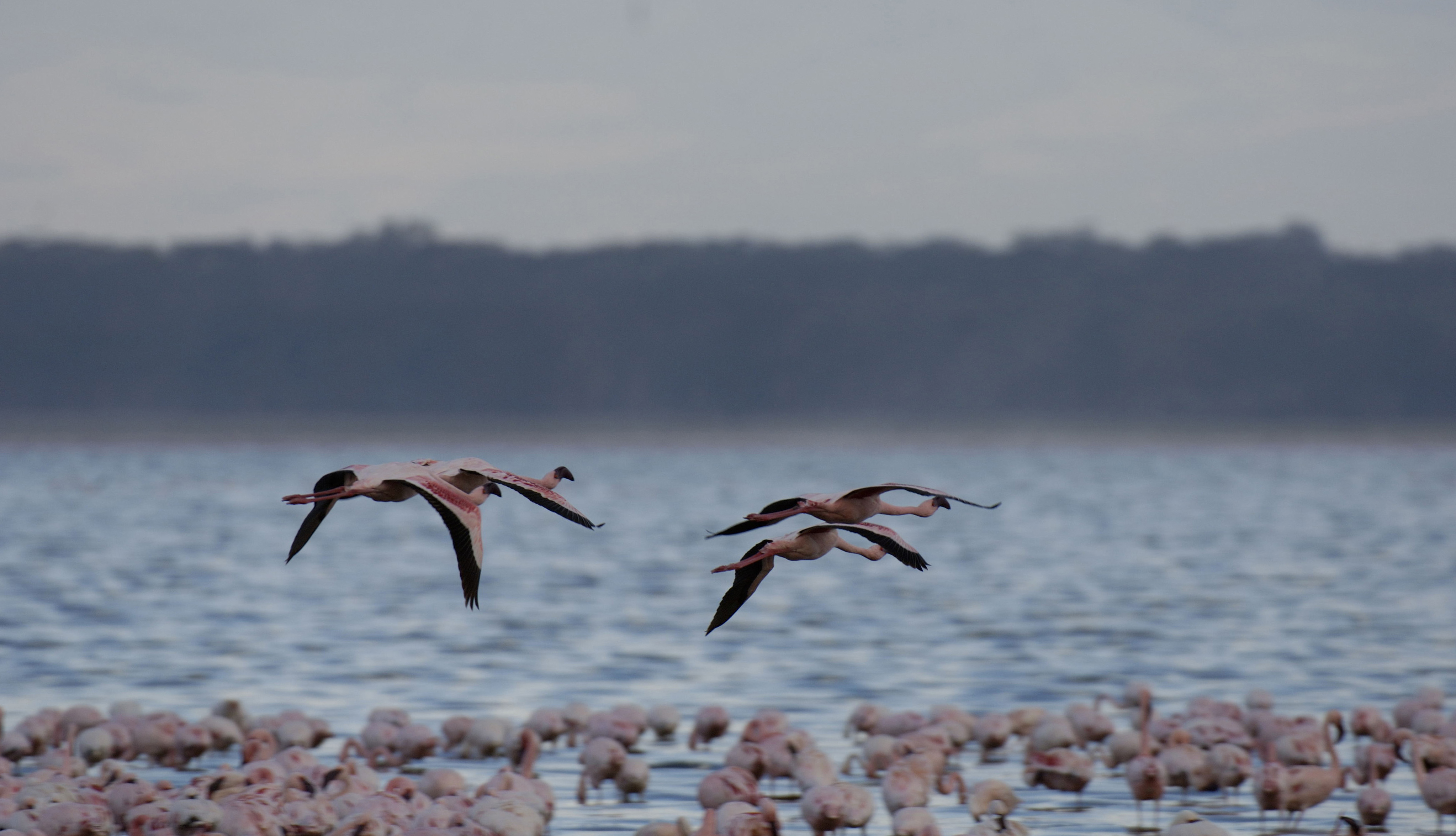 Flamands 1
